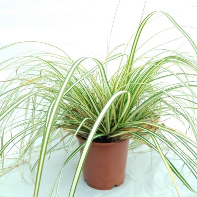 Carex oshimensis 'Evergold'