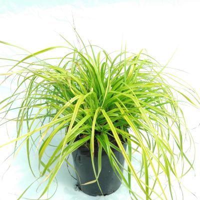 Carex oshimensis 'Everlime'