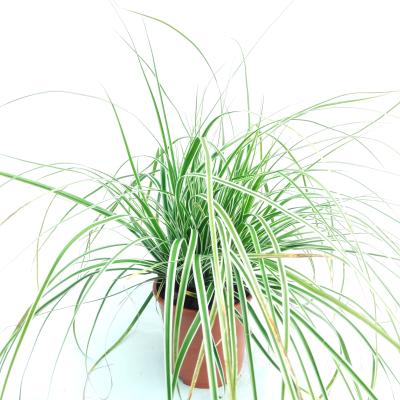 Carex oshimensis 'Everest'