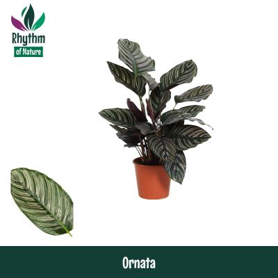 Calathea ornata Sanderiana