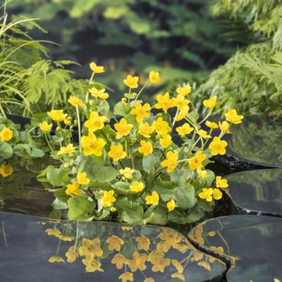 Caltha Palustris 