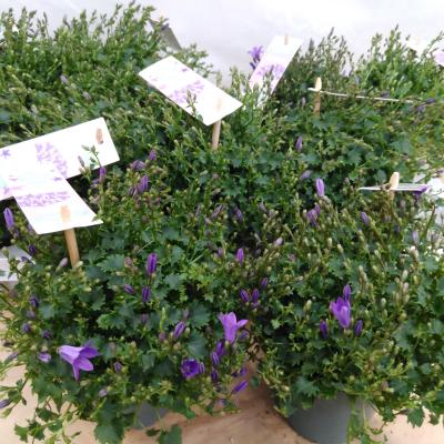 Campanula porten. 'Ambella Purple'