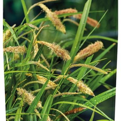 Carex pendula