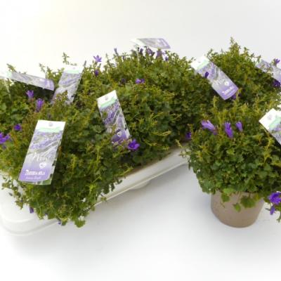 Campanula porten. 'Get Mee' Get Mee Blue