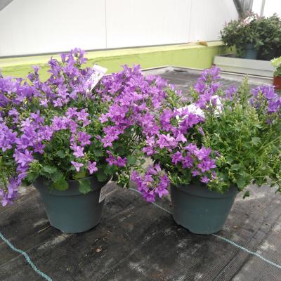 Campanula Portenschlagiana Bleu