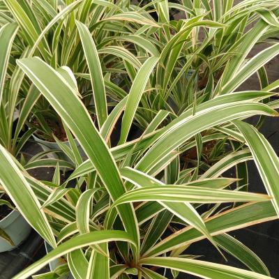 Carex siderosticha 'Shiro'