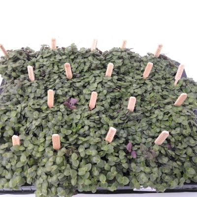 Callisia repens 'Turtle' Bambino