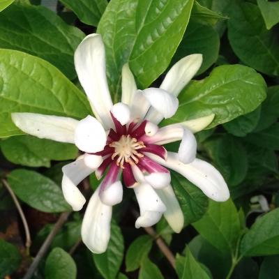 Calycanthus x raulstonii 'Venus' ®.