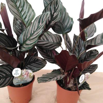 Calathea sanderiana - Air so Pure