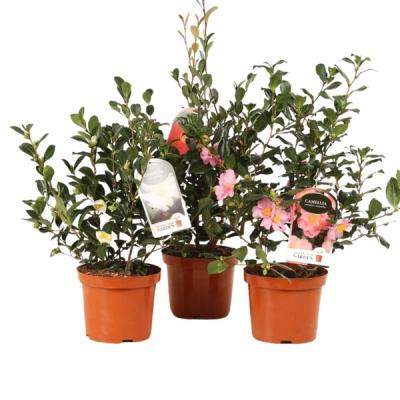 Camellia sasanqua