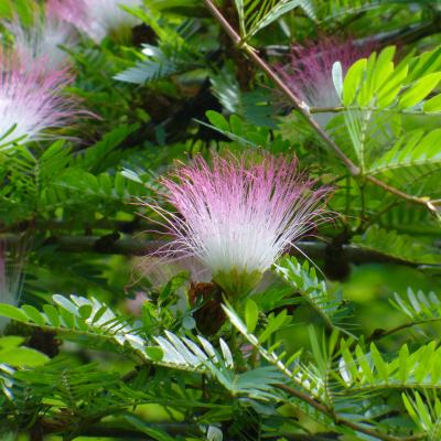 Calliandra surinamensis 'Dixie Pink'