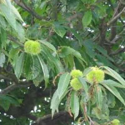 Castanea sativa 'Lyon'  HO 8/10