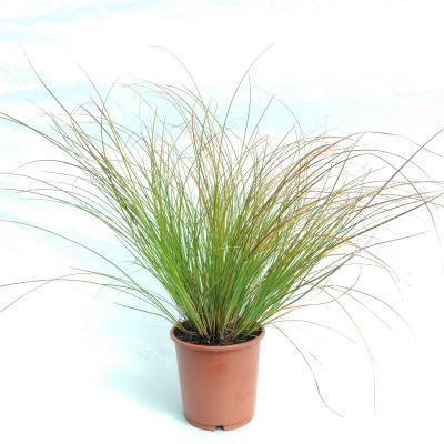 Carex testacea 'Prairie Fire'