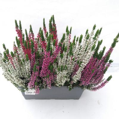 CALLUNA BEAUTY LADIES in bloembak