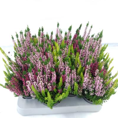 Calluna vulg. 'Beauty-L' ..mix 3/p mini trio