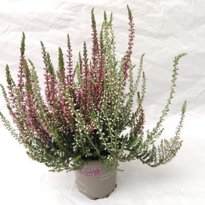 Calluna vulg. 'Garden G Twin'  rood/wit 