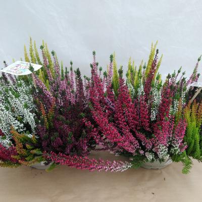 Calluna Coupe Mosaica