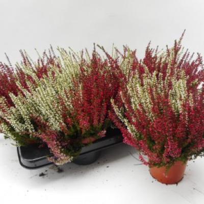 Calluna vulgaris 'Garden Girls Duo'