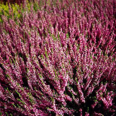 Calluna v. 'Garden Girls® Red'