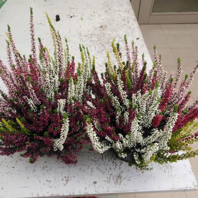 Calluna vulg. 'Garden Girls' High Five - 5 kleuren