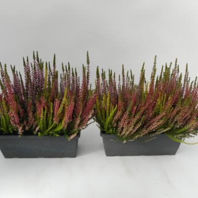 Calluna vulg. High Five Bloembak