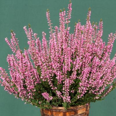 Calluna vulg. 'Garden Girls Lena'  roze zwaar XXL