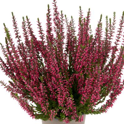 Calluna vulg. 'Garden G Martina' rood zwaar xxl