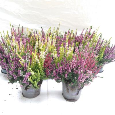 Calluna Quattro