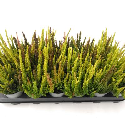 Calluna Skyline Trio Beaty Ladies