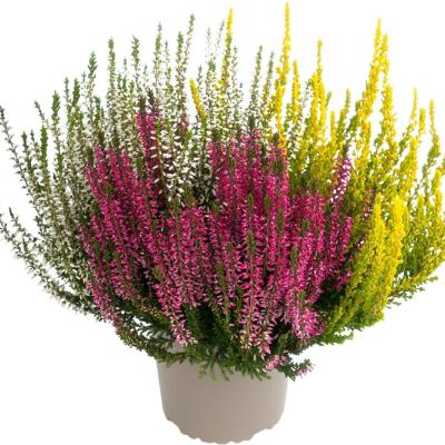 Calluna vulg. 'Garden Girls Trio' 