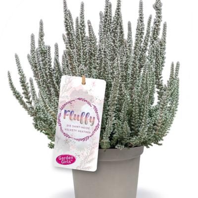 Calluna vulg. 'Garden G Fluffy' twin zwaar xxl