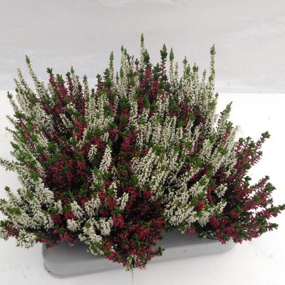 Calluna vulg. 'Beauty'  mini twin