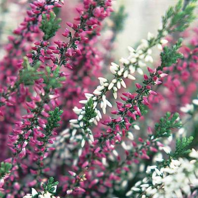 Calluna vulg. 'Beauty-L' mix mini