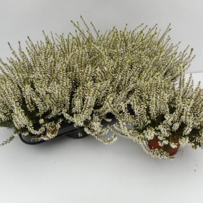 Calluna vulg. 'Beauty-L Veronique' wit