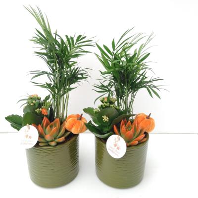 CE Amy Green Orange Echeveria