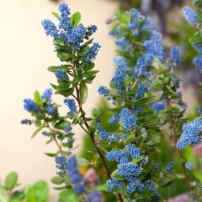 Ceanothus arboreus 'Trewithen Blue'