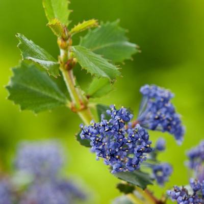 Ceanothus 'Authumnal Blue' ®
