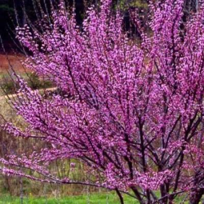 Cercis can. 'Ace of Hearts'