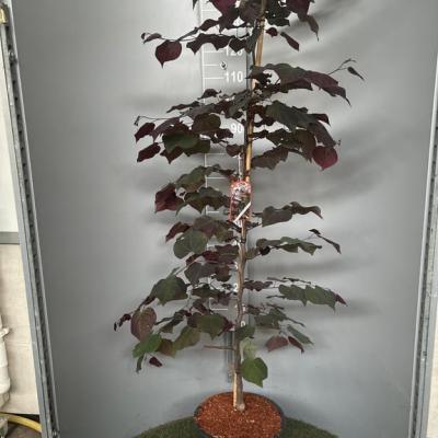 Cercis canadensis 'Ruby Fall's'   DT