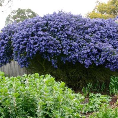 Ceanothus 'Concha'