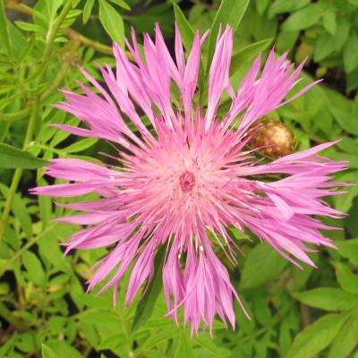 Centaurea dealbata