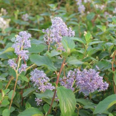 Ceanothus del. 'Gl. de Versailles'