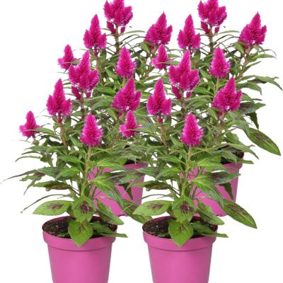Celosia Deep Purple