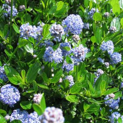 Ceanothus impressus 'Victoria'