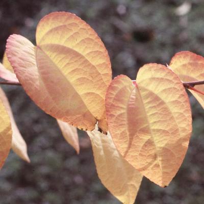 Cercidiphyllum japonicum