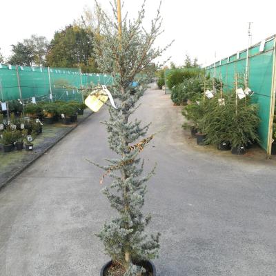 Cedrus libanii 'Atlamtica Glauca'  - PROMO