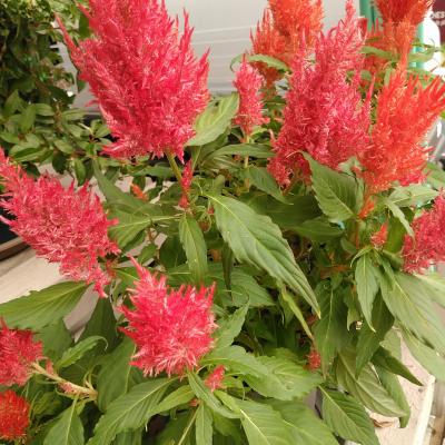 Celosia plumosa in kleuren