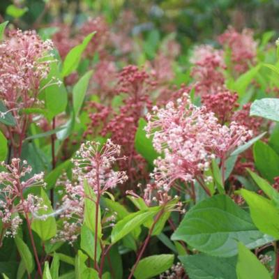 Ceanothus pallidus 'Marie Simon'