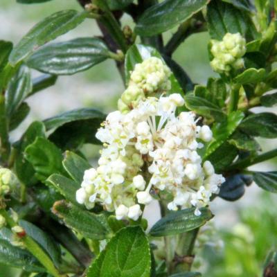 Ceanothus 'Snow Flurries'