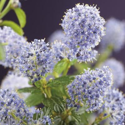 Ceanothus thyrsiflorus var. repens